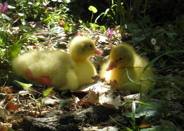 Bed and breakfast Conca Marina 3*