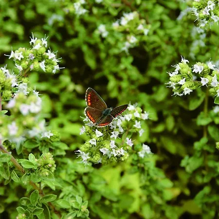Conca Marina Tempio Pausania
