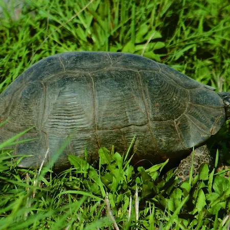 Oda ve Kahvaltı Conca Marina Tempio Pausania