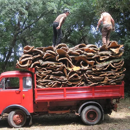 Oda ve Kahvaltı Conca Marina 3*